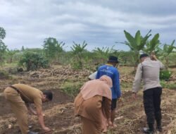 Polsek Cikoneng Kawal Penanaman Jagung, Dukung Program Ketahanan Pangan Nasional