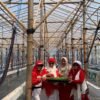 Penting Dukung Ketahanan Pangan, Tim Penggerak PKK Desa Tambi Lor Indramayu, Tanam Melon Premium