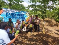 Kegiatan Panen Raya Komoditas Pepaya Tahun 2025