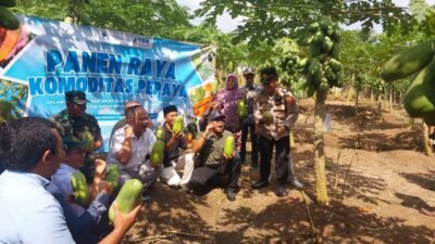 Kegiatan Panen Raya Komoditas Pepaya Tahun 2025