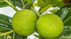 Waspada, Tidak Semua Orang Boleh Konsumsi Sukun