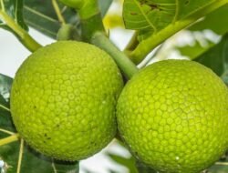 Waspada, Tidak Semua Orang Boleh Konsumsi Sukun