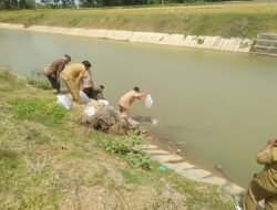 DKPP Indramayu Lepas Liar Benih Ikan Gurami di Embung Blorong