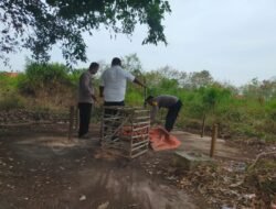 Polisi Grebek Lokasi Sabung Ayam Di Eretan Kulon