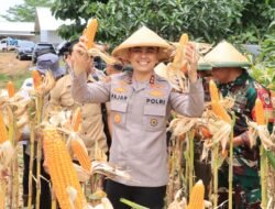 Polres Indramayu Turut Serta Panen Raya Jagung Serentak, Dukung Swasembada Pangan Nasional
