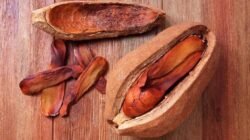 Buah Mahoni, Herbal Legendaris yang Diyakini Dukung Vitalitas Pria