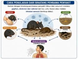 Di Balik Ancaman Hantavirus, Kemenkes Ajak Masyarakat Tetap Tenang dan Jaga Kebersihan